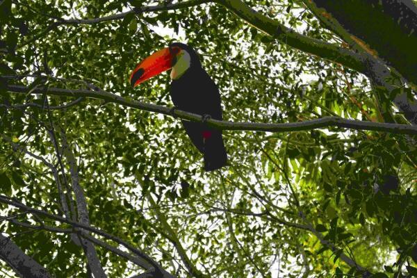La tuc&aacute;n Toca se integra en el aviario de Terra Natura 