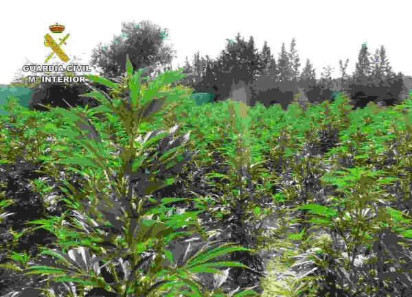 La Guardia Civil desmantela en Mula un cultivo il&iacute;cito de marihuana con m&aacute;s de 600 plantas