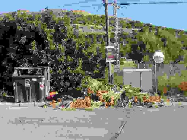 Bandera Negra #Ecolalfas.