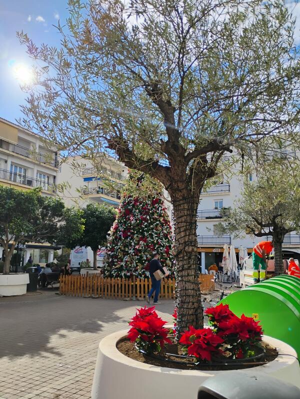 La Empresa P&uacute;blica engalana el municipio con la tradicional Flor de Navidad 