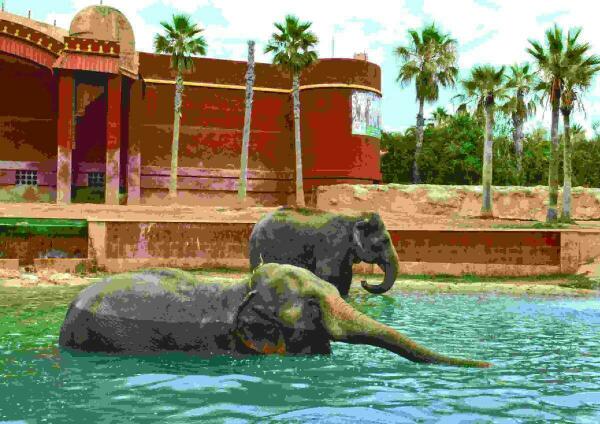 El cambio en el comportamiento de las elefantas de Terra Natura Benidorm anuncia la llegada del verano 