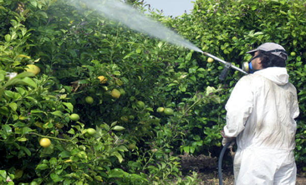 La concejalía de Agricultura y ASAJA organizan un curso fitosanitario de nivel básico en la Vila Joiosa 