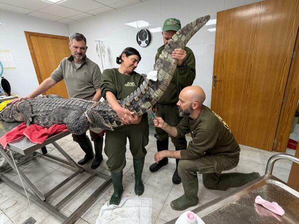 Terra Natura Benidorm realiza un estudio veterinario y gen&eacute;tico a una pareja de cocodrilo siam&eacute;s para impulsar su reproducci&oacute;n