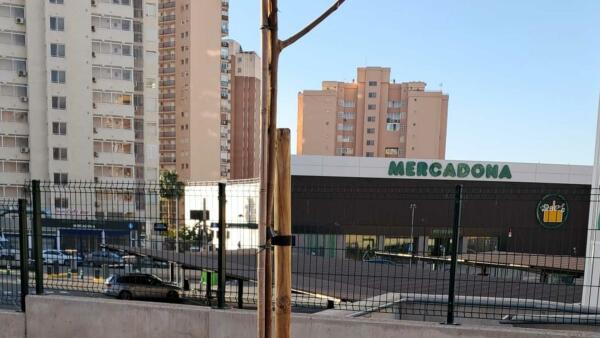 Benidorm plantará cerca de 400 nuevos árboles en lugares donde hayan desaparecido ejemplares por enfermedad o actos vandálicos  