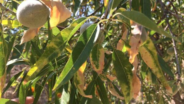 El Ayuntamiento de la Vila Joiosa pone fechas para el reparto de producto fitosanitario contra la Xylella Fastidiosa