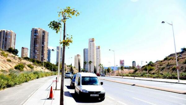 Benidorm inicia la plantación de unos 350 ejemplares de árboles en varios puntos del término municipal