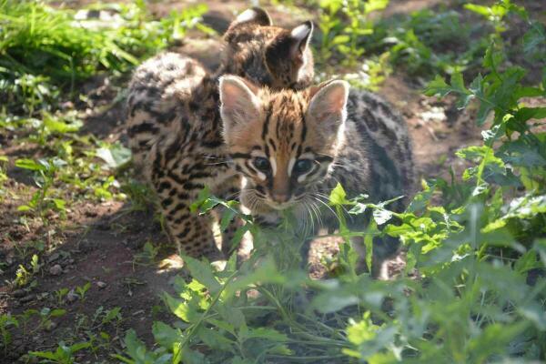 El equipo de Terra Natura Benidorm examina a las crías de ocelote para confirmar su salud y sexarlas 
