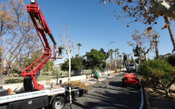El Ayuntamiento de l&rsquo;Alf&agrave;s desarrolla una campa&ntilde;a intensiva de poda de arbolado 