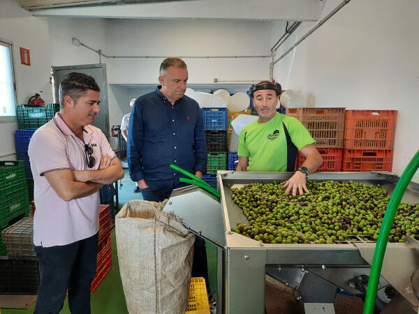 La Almazara Municipal augura un incremento notable de la producción de aceite 