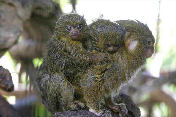 Los animales que s&iacute; ejercen su paternidad 