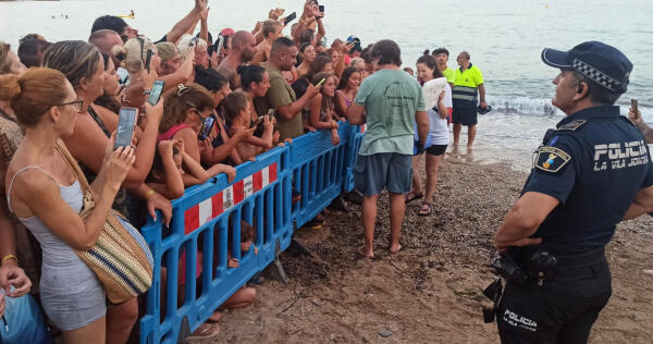 Alrededor de 70 cr&iacute;as de tortuga boba nacen en la playa de El Torres de Villajoyosa