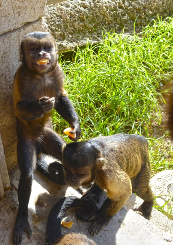 Terra Natura Benidorm activa el protocolo contra el frío ante el descenso de las temperaturas