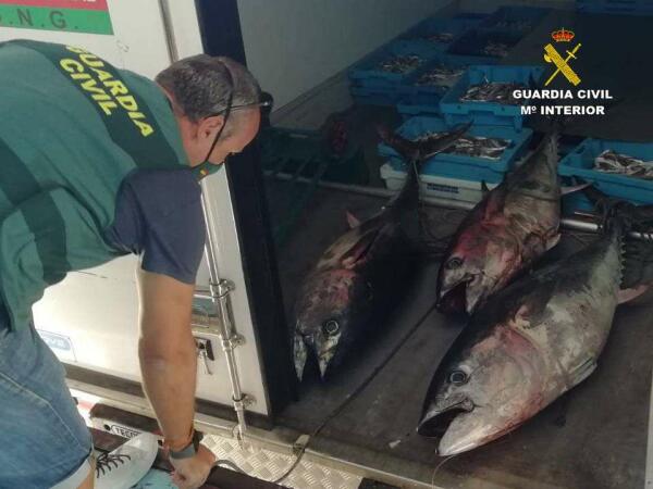La Guardia Civil de Alicante interviene m&aacute;s de 300 kilogramos de pescado ilegal en Altea y Villajoyosa