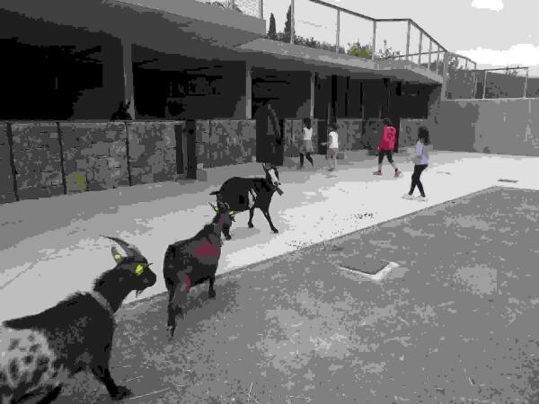 La Nucía // Jornada de puertas abiertas de la Granja Escuela del CEM Captivador