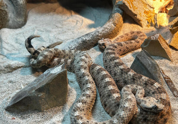 La observación de cortejos en serpientes cascabel cornuda en Terra Natura Benidorm abre la puerta a nuevas crías 