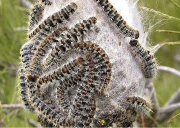 Bienestar Animal insta a los propietarios de mascotas a evitar sus paseos en zona de pinos ante la posible presencia de procesionaria 