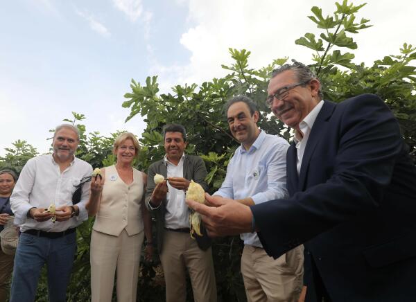 La Diputación incrementa un 20% la ayuda a la breva de Albatera para apoyar y promocionar esta fruta  