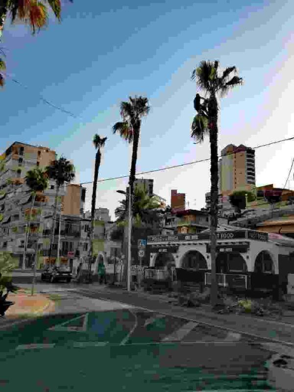 Trabajos de poda y limpieza de palmeras en las zonas verdes de Finestrat