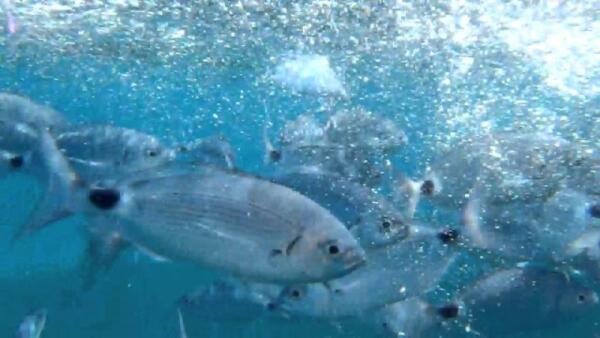 Peces que atacan en las playas de Alicante