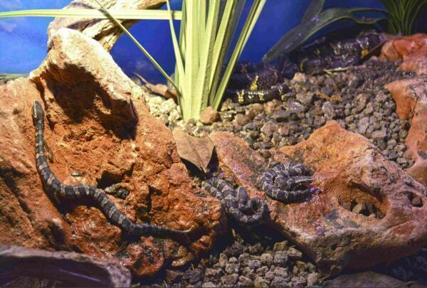 Terra Natura Benidorm acoge el nacimiento de cuatro v&iacute;boras cantil, uno de los reptiles m&aacute;s amenazados de Am&eacute;rica 