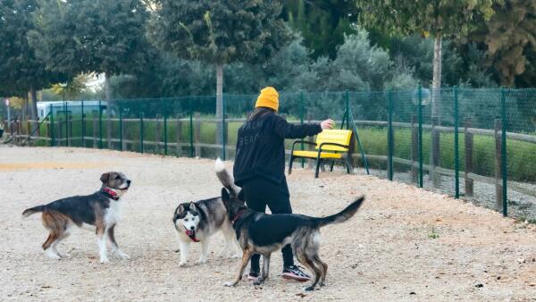 Benidorm intensifica el control para evitar los excrementos de mascotas en la vía pública