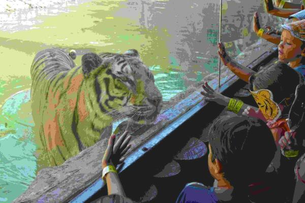 Terra Natura Benidorm se suma al D&iacute;a Internacional del Tigre para concienciar sobre la conservaci&oacute;n de la especie