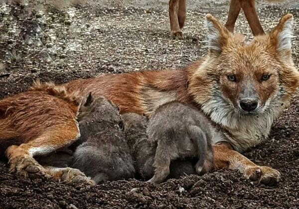 Nacen tres crías de dhole en Terra Natura Benidorm