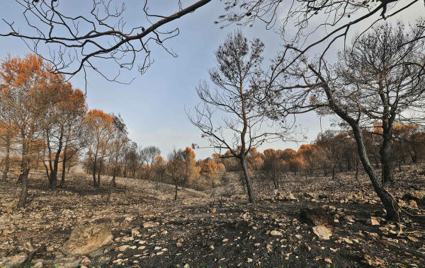 La Diputación destina más de 1,5 millones de euros para ayudar a los municipios a prevenir incendios forestales 