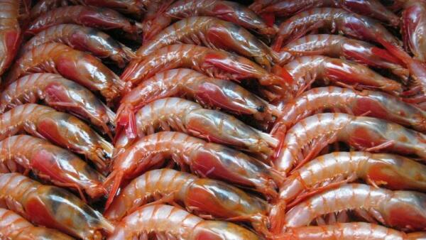 Así te la cuelan con los langostinos del súper: el engaño de las colas de 'gamba' 