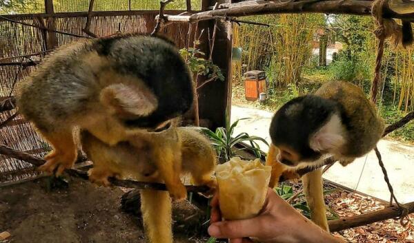 Terra Natura Benidorm activa un protocolo especial de cuidados para los animales ante la ola de calor