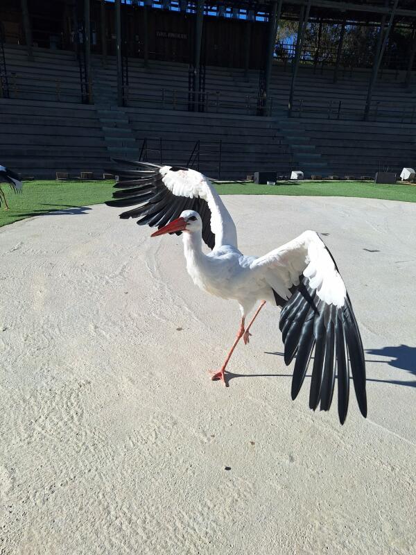 Terra Natura Benidorm acoge una cigüeña rescatada tras sufrir un accidente con el tendido eléctrico