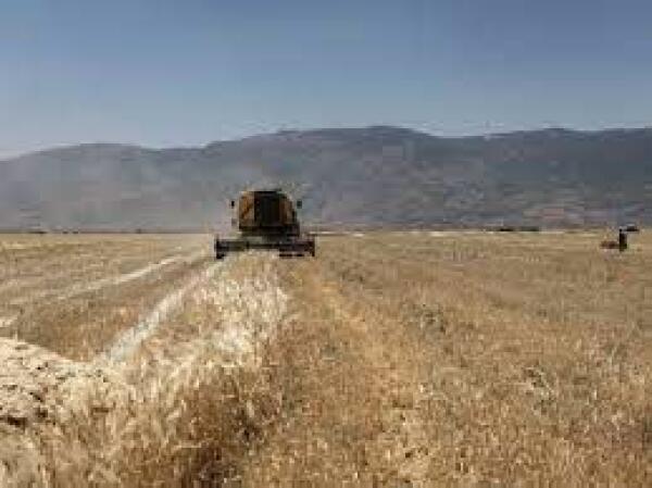Los precios de los alimentos registran en julio la mayor caída desde 2008 