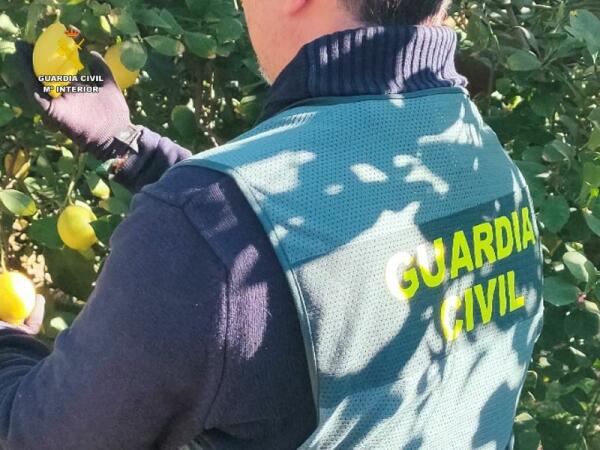 La Guardia Civil esclarece la estafa de más de 200.000 kg de limones a varios agricultores de la Vega Baja