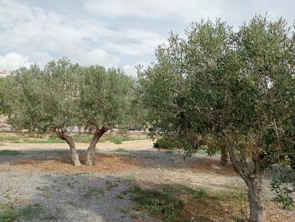 El Ayuntamiento de Villajoyosa invita de nuevo a los vecinos a recoger las aceitunas de los espacios p&uacute;blicos de la localidad