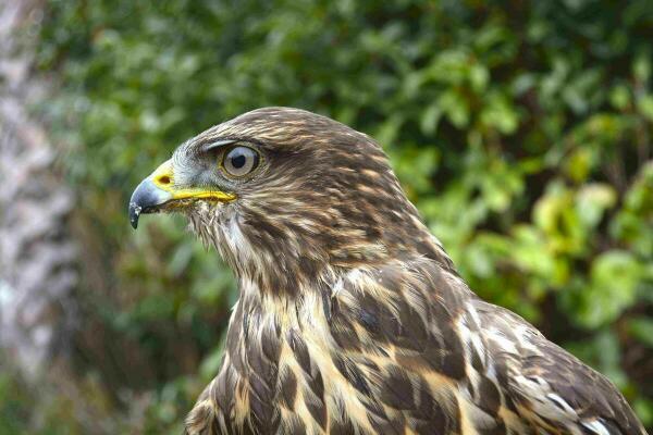 Terra Natura Benidorm recibe a cuatro aves rapaces procedentes del Centro de Recuperaci&oacute;n de Sevilla