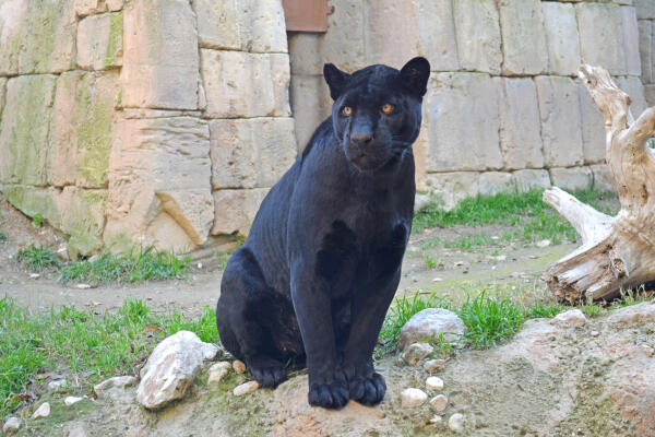 Una innovadora técnica de anestesia voluntaria permite operar con éxito a un jaguar en Terra Natura Benidorm