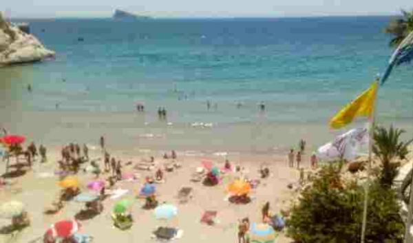 Benidorm activa durante dos horas el protocolo por carabela portuguesa en las playas tras detectar dos ejemplares