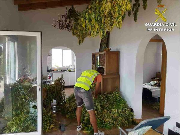 La Guardia Civil detiene en Pego a dos hombres por el cultivo de m&aacute;s de 400 plantas de marihuana