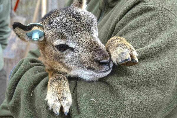 Los muflones de Terra Natura Benidorm experimentan un baby boom con el nacimiento de unas 17 cr&iacute;as