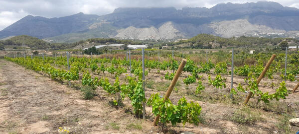 Altea Agrícola 2025 se centrará en el cultivo de la viña 