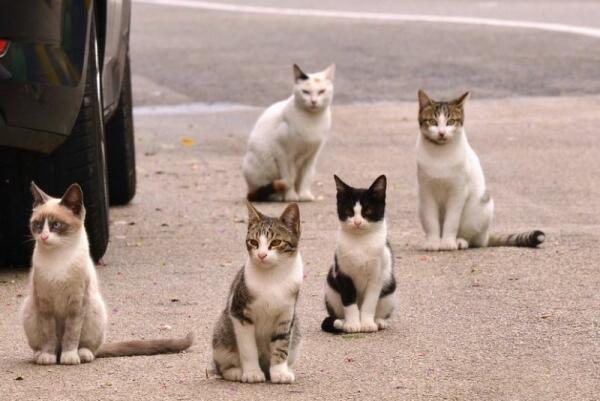 Benidorm pierde una subvención de la Diputación para la esterilización de gatos callejeros