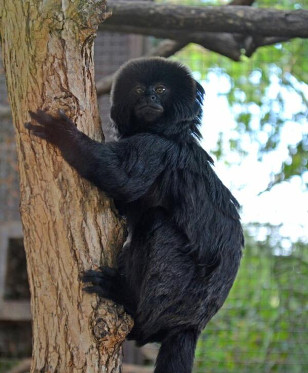 Terra Natura Benidorm incorpora a una pareja de titíes de Goeldi para promover su conservación 