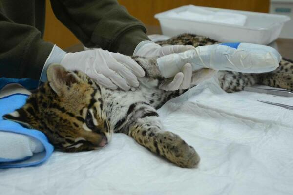 Los veterinarios de Terra Natura Benidorm consiguen salvar a una cría de ocelote que había sufrido un traumatismo grave