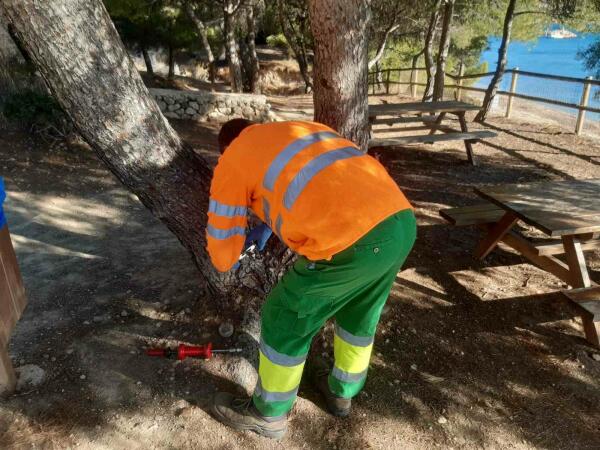 Altea tracta un total de 392 pins en Endoterapia, per a lluitar contra la processionaria