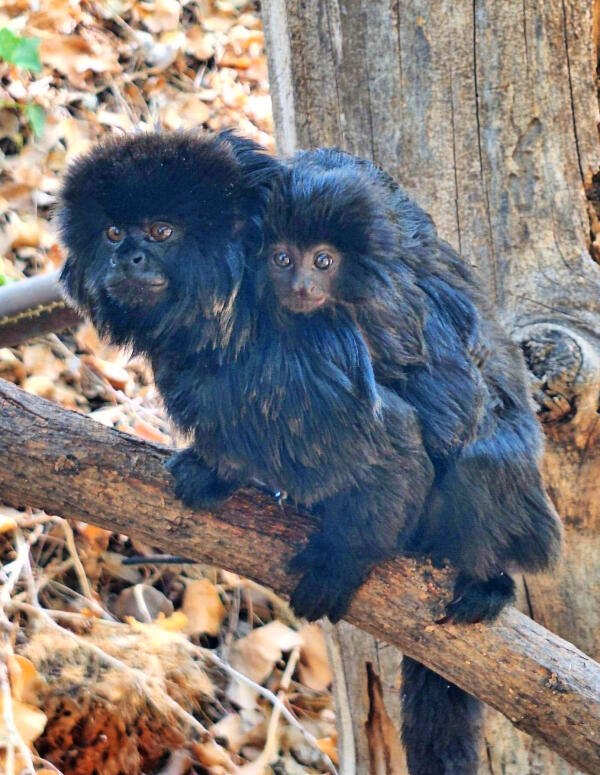 Terra Natura Benidorm cierra 2025 con el nacimiento del segundo tit&iacute; de Goeldi en sus instalaciones
