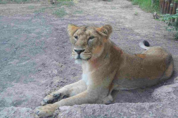 Terra Natura Benidorm recibe a tres leonas asi&aacute;ticas