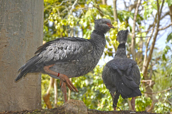 Terra Natura Benidorm recibe un chajá procedente de Francia para enriquecer la biodiversidad de su aviario 