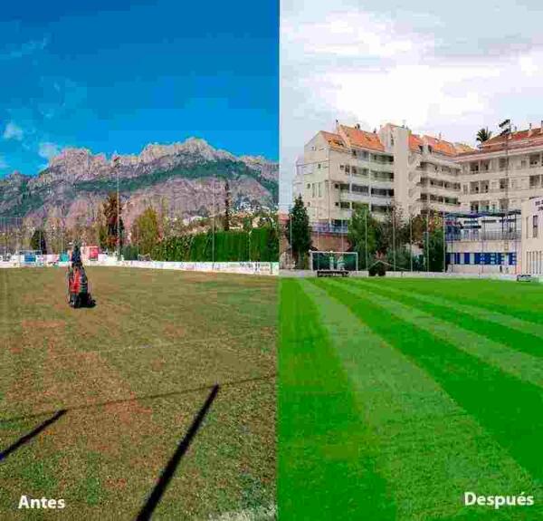 Altea &middot; Deportes informa de las tareas de resiembra del campo de f&uacute;tbol 