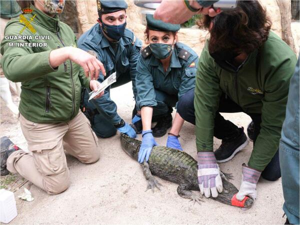 La Guardia Civil interviene un ejemplar vivo de caimán de más de un metro y medio de longitud 