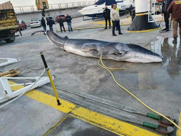 Biólogos estudian a la ballena aparecida en Benidorm